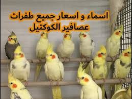 اسماء و اسعار جميع طفرات عصافير الكوكتيل Youtube