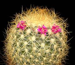At present, there are about 200 different species of cactus. Mammillaria Rhodantha Wikipedia