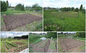 Our Plot At Green Lane Allotments Clearing An Overgrown Plot Plot 5 Overgrown Allotment Garden