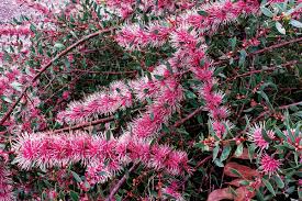 Image result for Hakea