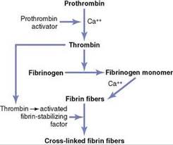 Fibrinolysis is the gradual degradation of the clot. Hemostasis And Blood Coagulation Blood Cells Immunity And Blood Coagulation Guyton And Hall Textbook Of Medical Physiology 12th Ed