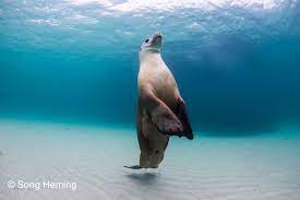 Australian Sea Lion Sea Lion Sea Marine Mammals