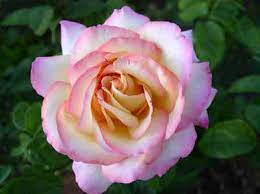 True tea roses and their direct offspring are less cold tolerant than hybrid teas, but more heat tolerant. Hybrid Tea Rose A Portrait Of A Flower Howstuffworks