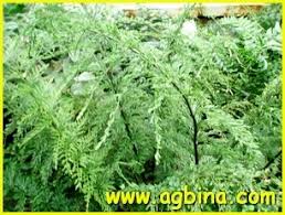 Image result for Asplenium rukararense