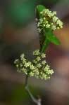 Image result for Secamone parvifolia