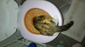 All structured data from the file and property namespaces is available under the creative commons cc0 license; Avis Sur Kit Pour Toilettes Pour Chat Litter Kwitter