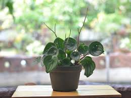 Image result for Peperomia molleri