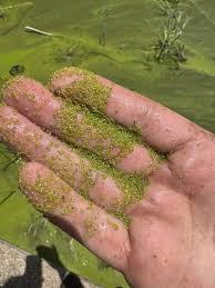 Image result for Wolffia