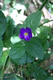 Image result for Eulophia tenella