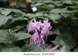 Image result for Hypoestes sp. aff. aristata B