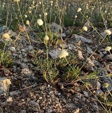 Image result for Cephalaria pungens