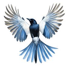 Azure Winged Magpie Bird Full Body ...