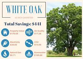 A Large White Oak Will Save You 441 Every Year Whiteoak Oak Trees Savings Money Home Tree Stormwater Save Yourself