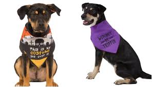 Our wacky pet names competition is a great way to showcase the creativity of the pet lover's community, said carol mcconnell vice president of nationwide. The 16 Best Halloween Dog Bandanas And Collars