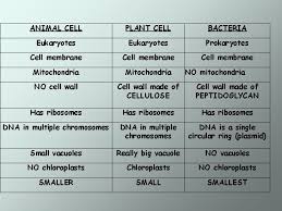 Cell Structure And Function Plant Cell Animal Cell