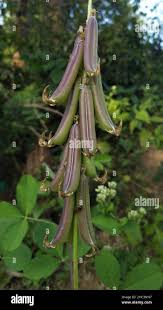 Image result for Crotalaria chirindae