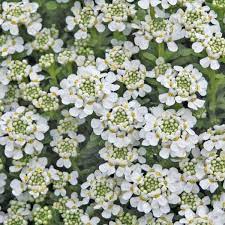 Iberis Sempervirens Evergreen Candytuft An Old Time Favorite Candytuft Is A Charming Plant For Perennial Garden Fragrant Flowers Perennials Hardy Perennials