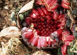 Image result for Sauromatum venosum
