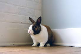 New Research Identifies Most Common Causes Of Death In Pet Rabbits Vetsurgeon News Vetsurgeon Vetsurgeon Org