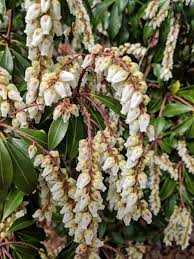 Jul 21, 2021 · japanese pieris plants need regular deep watering about once a week, either from natural rainfall or manual methods. Mountain Snow Pieris Best Prices Buyevergreenshrubs Com