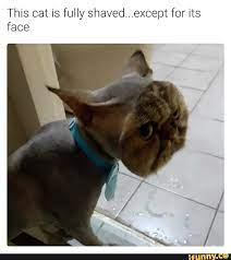 This Cat Is Fully Shaveduexcept For Its Face Ifunny Funny Spanish Memes Memes Funny Faces Stupid Funny Memes