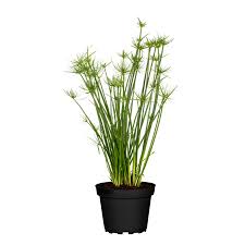 Image result for Cyperus haspan
