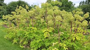 Image result for Apiaceae