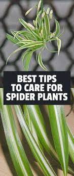 Spider Plant Care Easy Chlorophytum Comosum Tips Spider Plants Plants Spider Plant Care