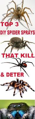 Don't forget to spray doorways and on your windowsills Top 3 Diy Homemade Daily Or Disaster Spider Sprays Kill Deter Spiders From Invading Thegreenprepper Spider Spray Insect Spray Diy Homemade