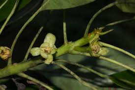 Image result for Uapaca nitida