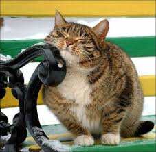 Pin On More Cats Please