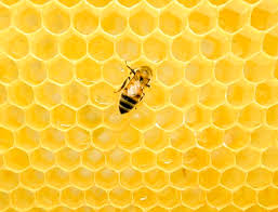 For removal of beehives on private residences or private property, even property located within the jurisdiction of the county, resident may have to contact a private pest control company. Beehive Wikiwand