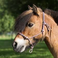 Paracord stirnriemen für pferde selber machen. Knotenhalfter Anleitung2 Knotenhalfter Knotenhalfter Selber Machen Pferde Und Hunde