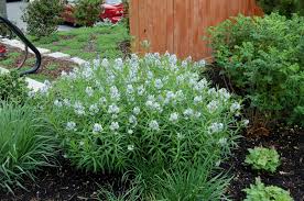 Http Shop Unquadratodigiardino It Fiori Primaverili 225 Amsonia Tabernaemontana Html Perennials Garden Design Plants