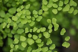 Image result for Adiantum incisum