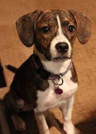 18 Awesome Beagle Mixes Hearty Healthy Mixed Breed Hounds Beagle Mix Mixed Breed Puppies Boxer Beagle Mix