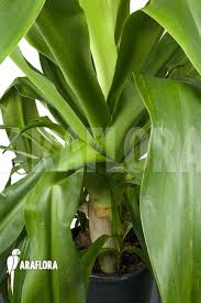 Image result for Crinum aurantiacum