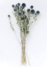 Dried Echinops Globe Thistle In Blue Green Dried Flower Bouquet Dried Flowers Dried Flower Arrangements