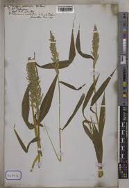 Image result for Setaria barbata