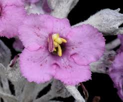 Image result for Sopubia ramosa