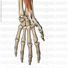 Hand bone and tendon diagram / tendon anatomy physiopedia. Anatomy Stock Images Hand Thumb Muscles Dorsal Tendons Musculus Abductor Pollicis Longus Extensor Pollicis Brevis Longus Tendon Proximal Distal Ph
