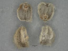 Image result for Ipomoea dichroa