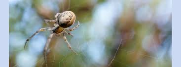 Maybe you would like to learn more about one of these? What Happens To Spiders When The Cold Weather Comes