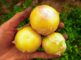 Check spelling or type a new query. Tomatillo Aurora Culinaris Saatgut Fur Lebensmittel