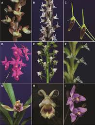 Image result for Microcharis asparagoides