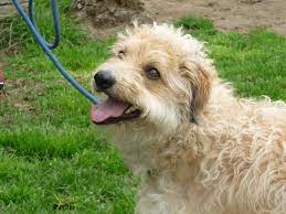 Auf den folgenden drei unterseiten. Hunde In Spanien Perros De Catalunya E V Hunde Suchen Ein Zuhause
