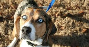 Australian Shepherd Beagle Mix Black And White Dog Beagles Australian Shepherd And Beagle Mix Beagle Mix Australian Shepherd Beagle Dog