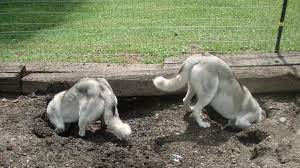 How To Stop Your Dog From Digging Holes Barking Royalty Detection Dogs Assistance Dog Dog Blog