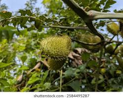 Image result for Guilandina bonduc