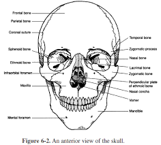 Heres Our Cranium And Our Jaw Skull Coloring Pages Anatomy Coloring Pages